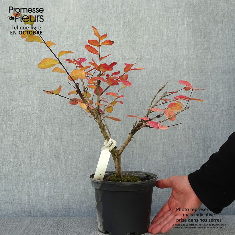 Exemplaar van Lagerstroemia indica Souvenir d'André Desmartis - Indische sering Pot van 3 l/4 l zoals geleverd in de herfst