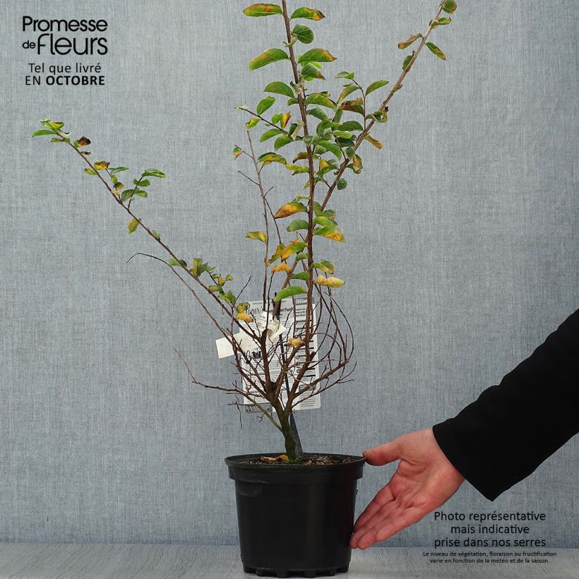 Exemplaar van Lagerstroemia indica Souvenir d'Hubert Puard - Indische sering Pot van 3 l/4 l zoals geleverd in de herfst