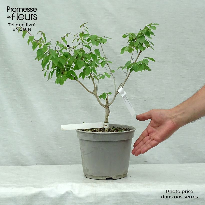 Exemplaar van Lagerstroemia indica Summer Beauty Centennial - Indische sering Pot van 3 l/4 l zoals geleverd in de zomer