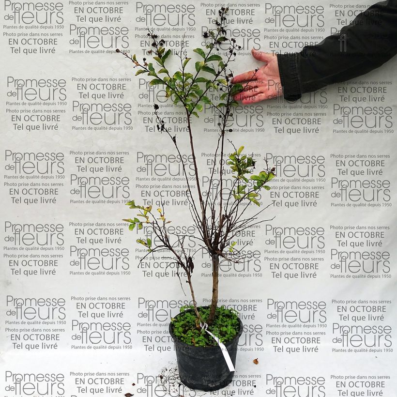 Voorbeeld van een exemplaar van Lagerstroemia indica Summer Beauty Hope - Indische sering Pot van 3 l/4 l zoals geleverd