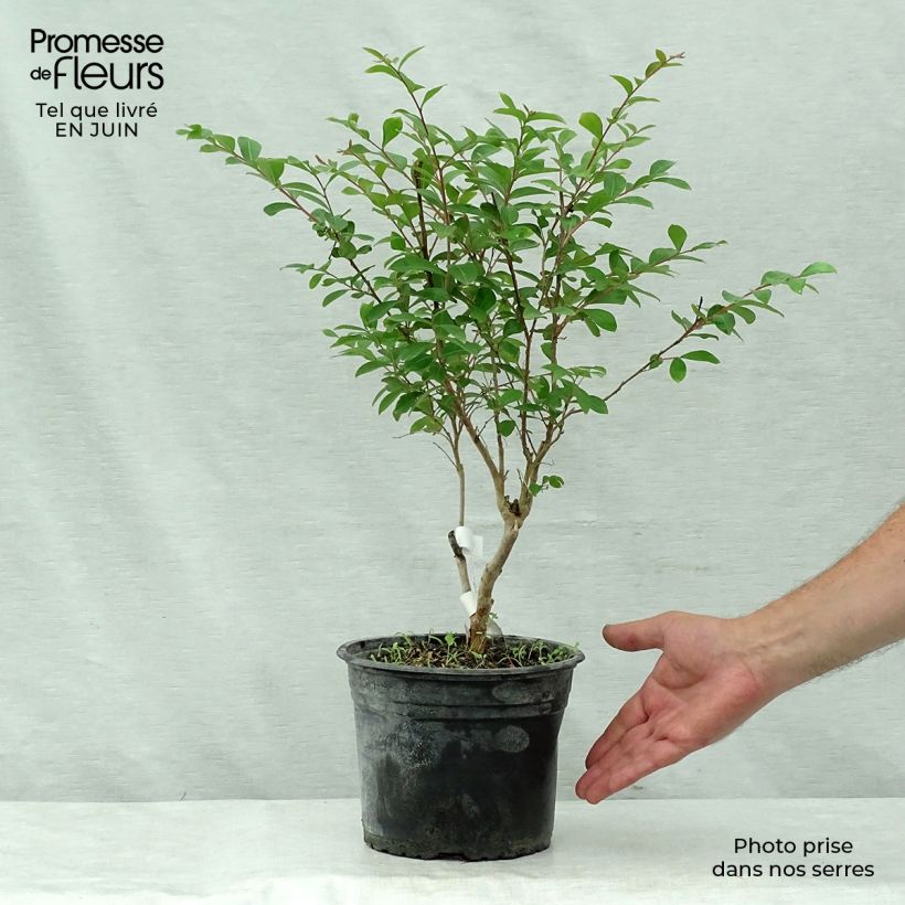 Exemplaar van Lagerstroemia indica Summer Beauty Ozark Spring - Indische sering Pot van 3 l/4 l zoals geleverd in de zomer