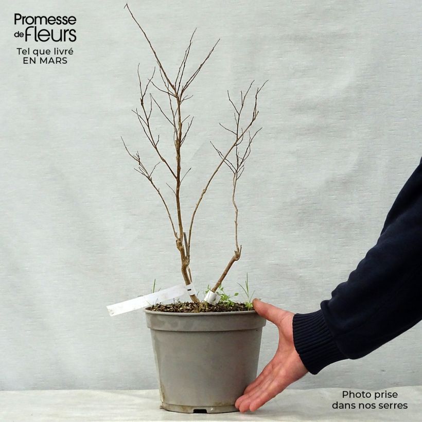 Exemplaar van Lagerstroemia indica Summer Beauty Ozark Spring - Indische sering Pot van 3 l/4 l zoals geleverd in de lente