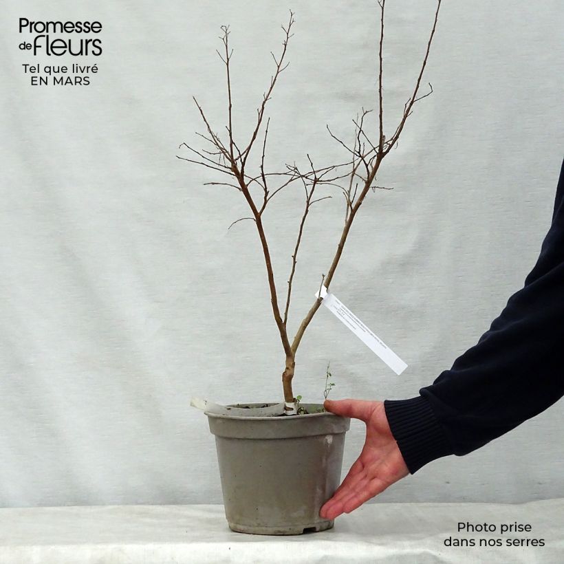 Exemplaar van Lagerstroemia indica Summer Beauty Velma's Royal Delight - Indische sering Pot van 3 l/4 l zoals geleverd in de lente