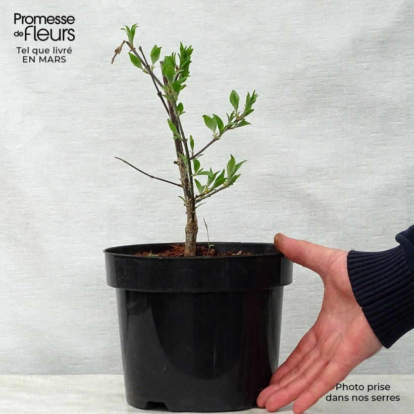 Exemplaar van Lagerstroemia indica Summer Beauty Victor - Indische sering Pot van 3 l/4 l zoals geleverd in de lente