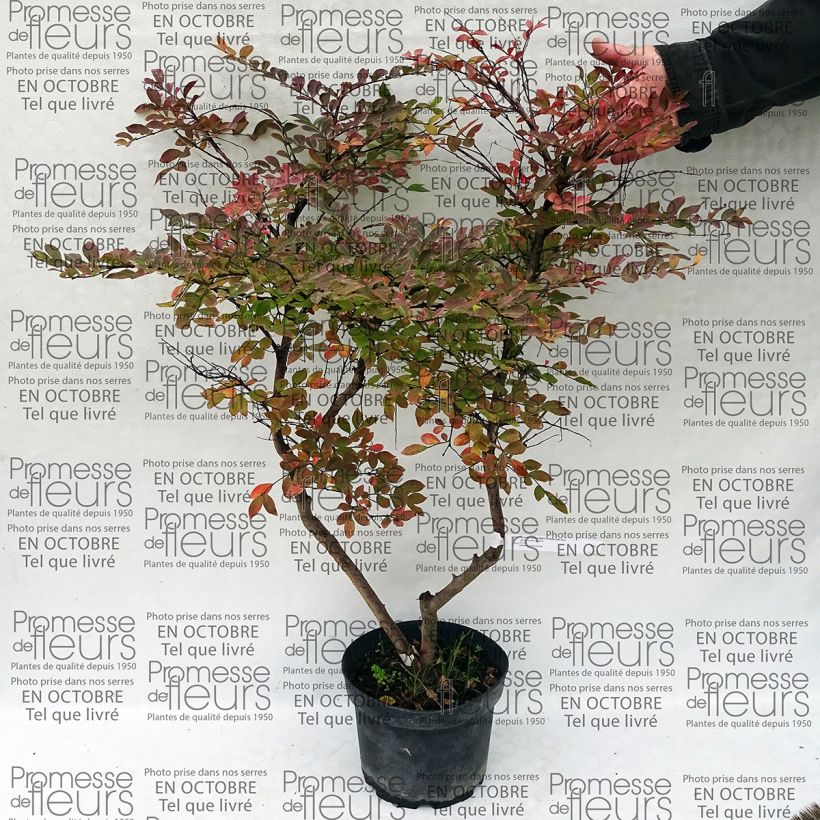 Voorbeeld van een exemplaar van Lagerstroemia indica Summer Charm Acoma - Indische sering Pot van 3 l/4 l zoals geleverd
