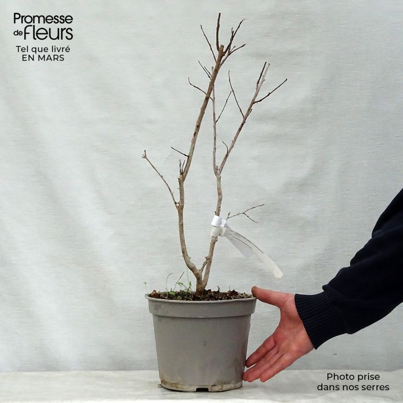 Exemplaar van Lagerstroemia Summer Charm Arapaho - Indische sering Pot van 3 l/4 l zoals geleverd in de lente