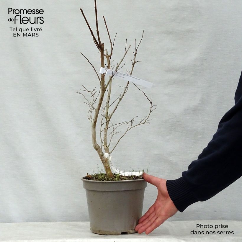 Exemplaar van Lagerstroemia indica Summer Charm Tuscarora - Indische sering Pot van 3 l/4 l zoals geleverd in de lente