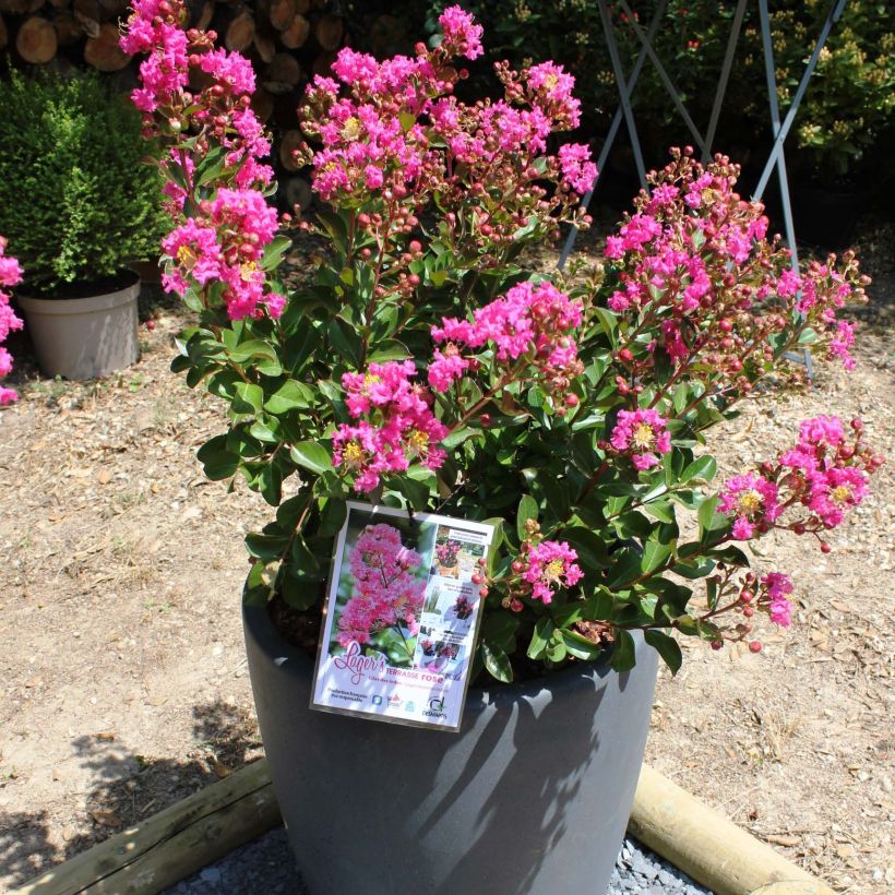 Lagerstroemia indica Terrasse Roze - Indische sering (Plant habit)