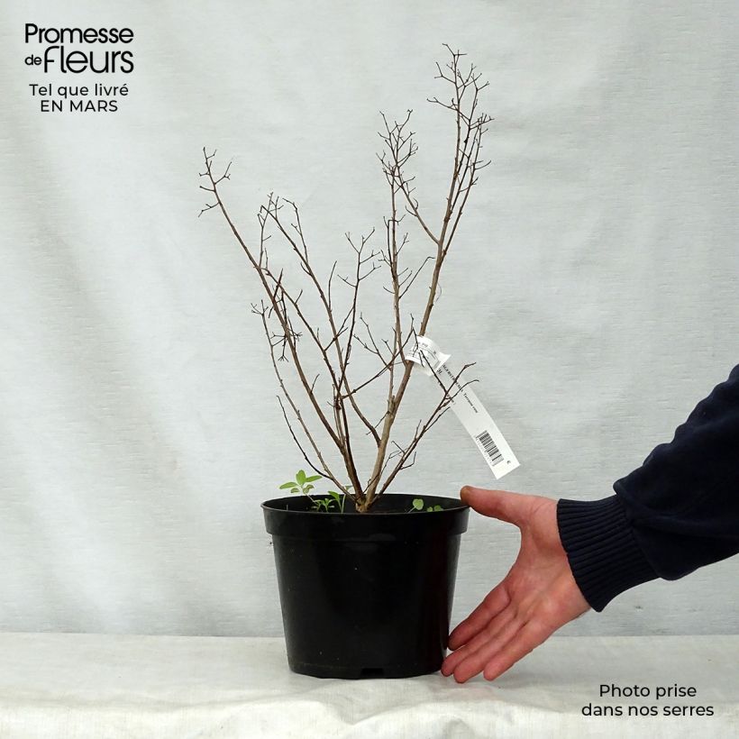 Example of Lagerstroemia indica Terrasse Roze - Indische sering Pot van 3 l/4 l as you get in printemps