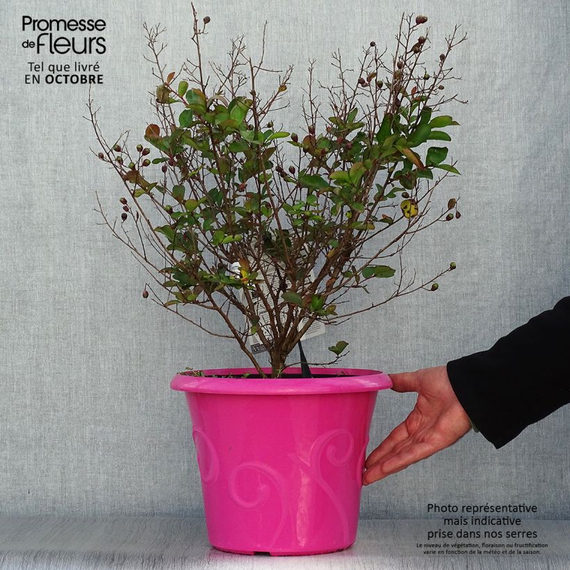 Exemplaar van Lagerstroemia indica Terrasse Roze - Indische sering Pot van 3 l/4 l zoals geleverd in de herfst
