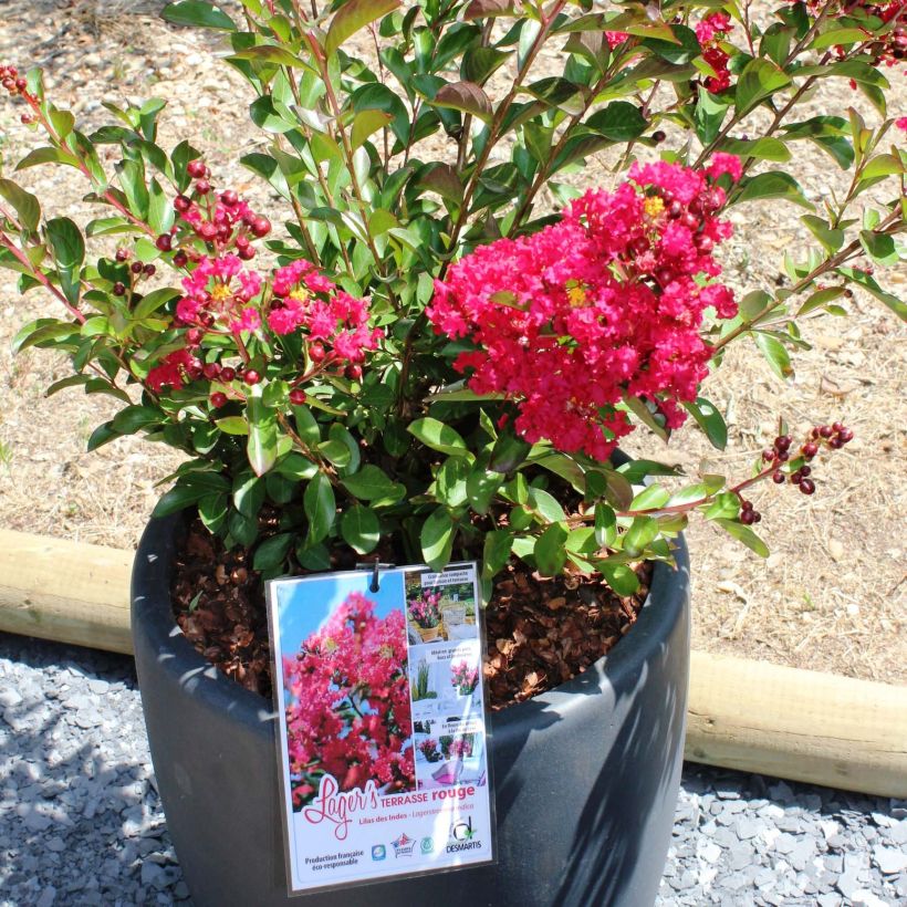Lagerstroemia indica Terrasse Rouge - Indische sering (Plant habit)