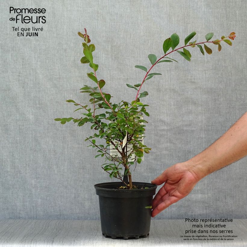 Exemplaar van Lagerstroemia indica Terrasse Rouge - Indische sering Pot van 3 l/4 l zoals geleverd in de zomer