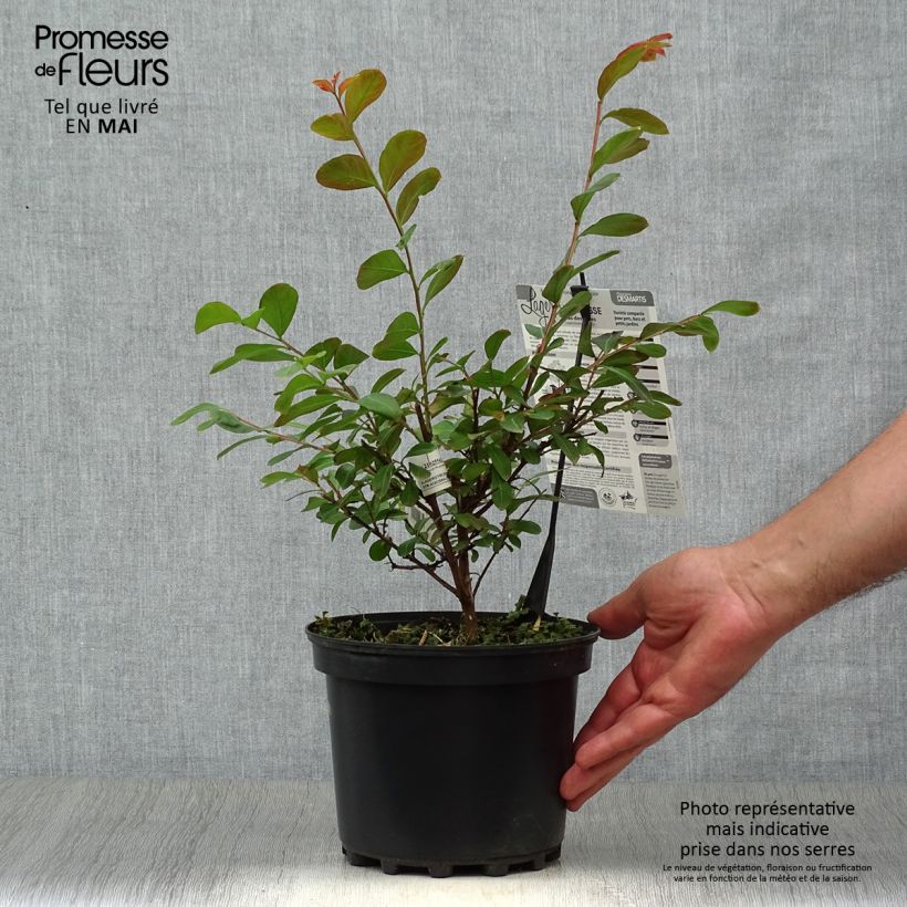Example of Lagerstroemia indica Terrasse Rouge - Indische sering Pot van 3 l/4 l as you get in printemps