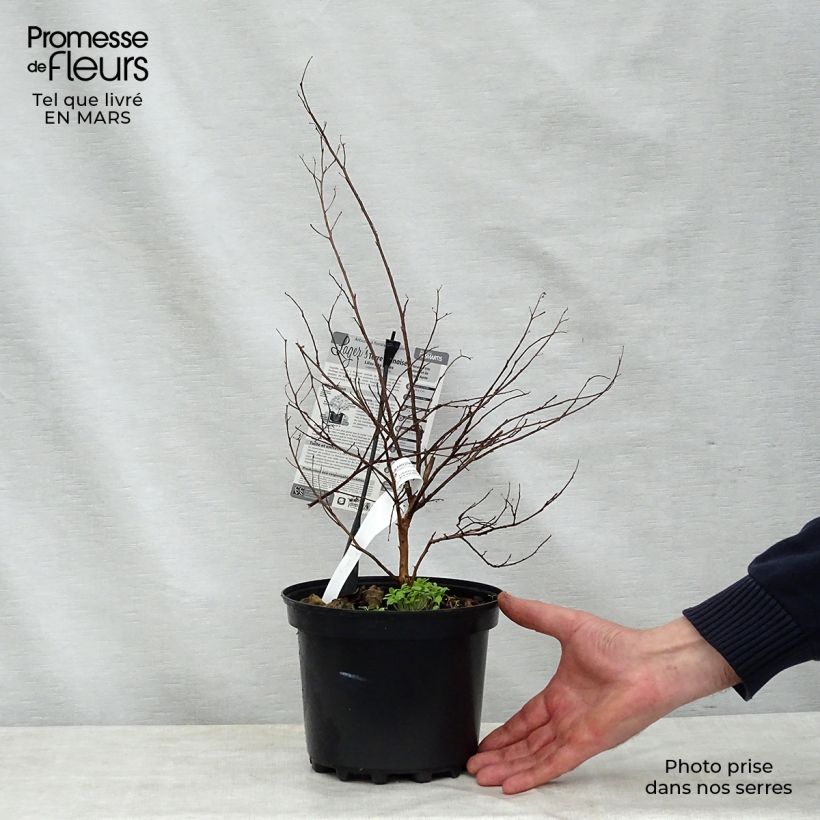 Example of Lagerstroemia indica Terre Chinoise - Indische sering Pot van 3 l/4 l as you get in printemps