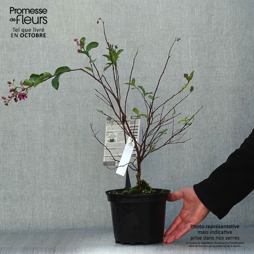 Exemplaar van Lagerstroemia indica Terre Chinoise - Indische sering Pot van 3 l/4 l zoals geleverd in de herfst