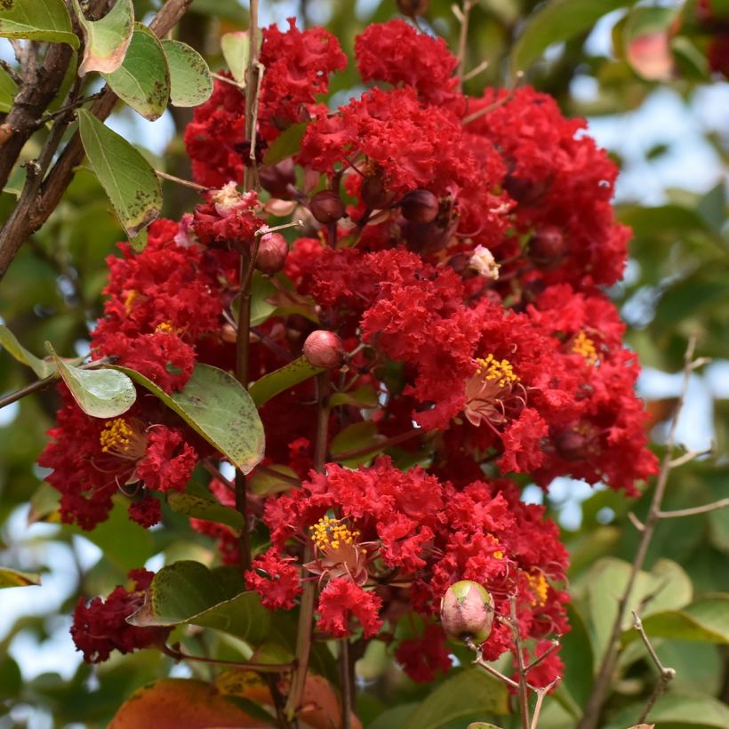 Lagerstroemia indica Victoria - Indische sering (Bloei)