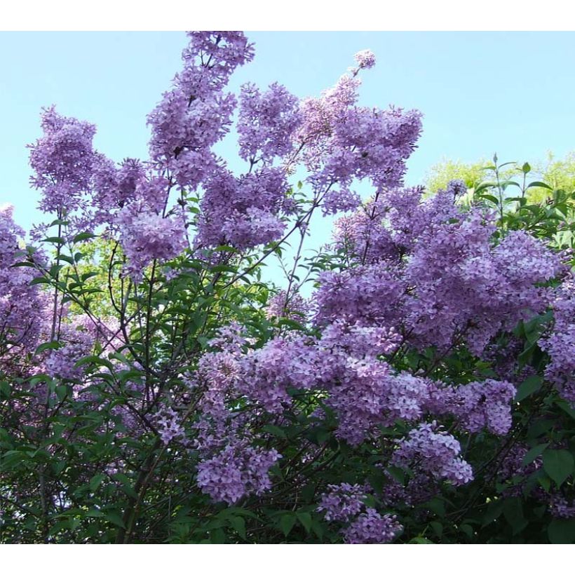 Lagerstroemia indica Violacea - Indische sering (Bloei)