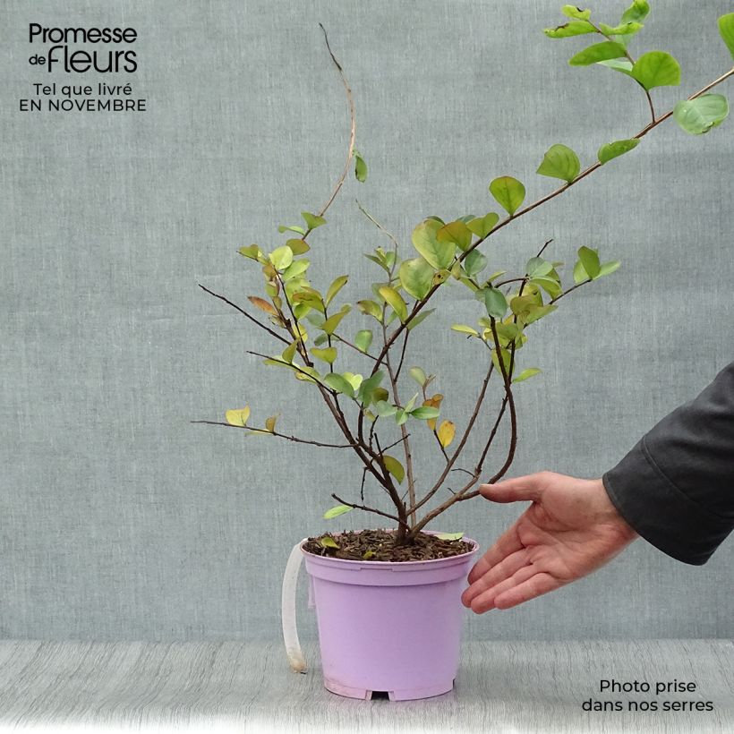 Exemplaar van Lagerstroemia indica Violacea - Indische sering Pot van 2 l/3 l zoals geleverd in de herfst