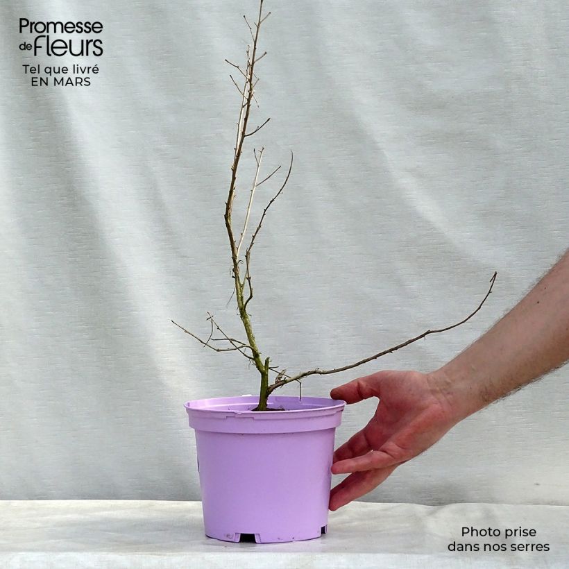 Exemplaar van Lagerstroemia indica Violacea - Indische sering Pot van 2 l/3 l zoals geleverd in de lente