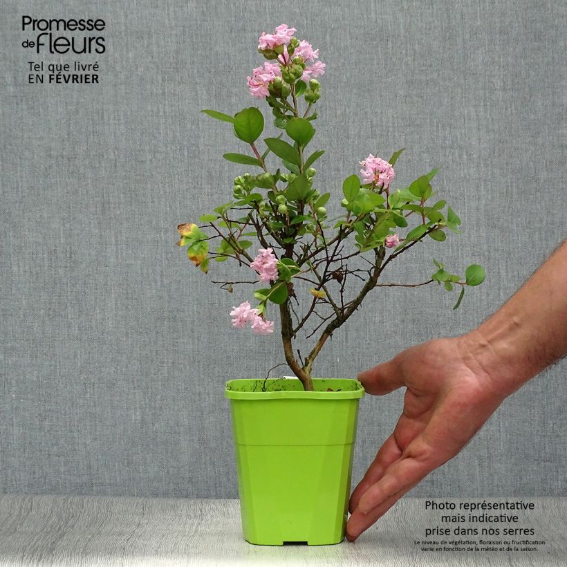 Exemplaar van Lagerstroemia indica With Love Babe - Indische sering Pot van 3 l/4 l zoals geleverd in de herfst
