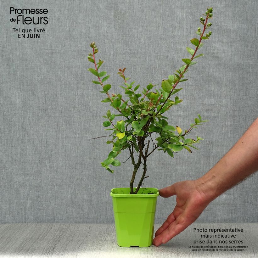 Exemplaar van Lagerstroemia indica With Love Babe - Indische sering Pot van 3 l/4 l zoals geleverd in de zomer