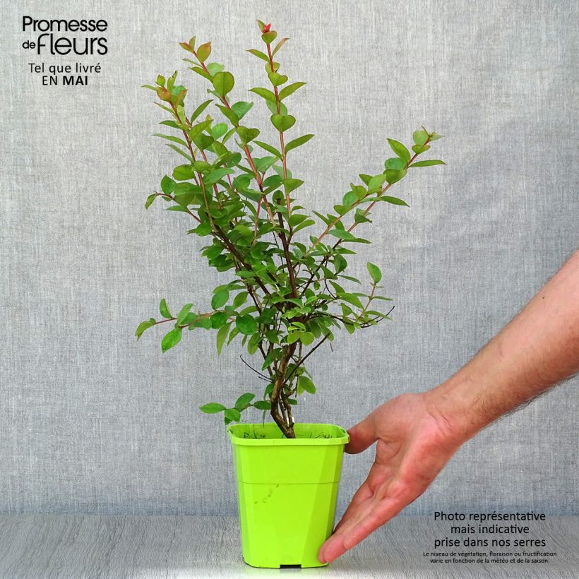 Example of Lagerstroemia indica With Love Babe - Indische sering Pot van 3 l/4 l as you get in printemps