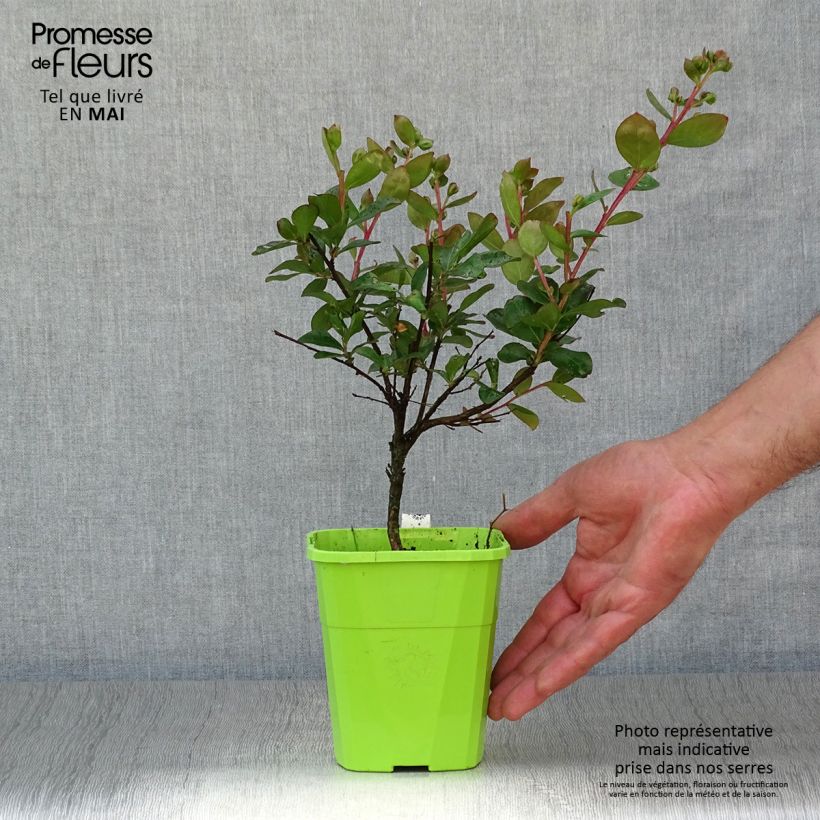 Example of Lagerstroemia indica With Love Eternal - Indische sering Pot van 3 l/4 l as you get in printemps