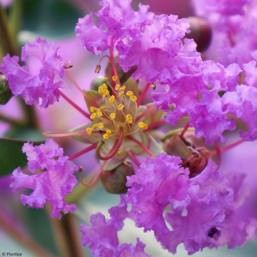 Lagerstroemia indica With Love Eternal - Indische sering (Flowering)
