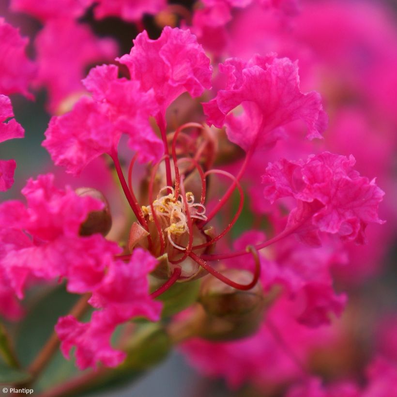 Lagerstroemia indica With Love Kiss Milarosso - Indische sering (Flowering)