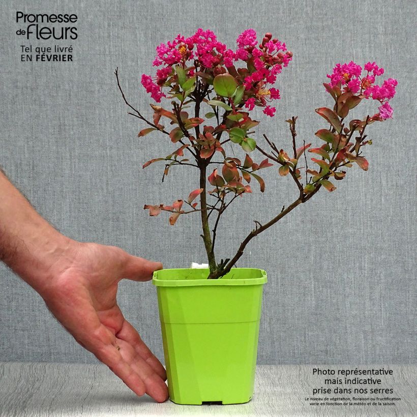 Exemplaar van Lagerstroemia indica With Love Kiss Milarosso - Indische sering Pot van 3 l/4 l zoals geleverd in de herfst