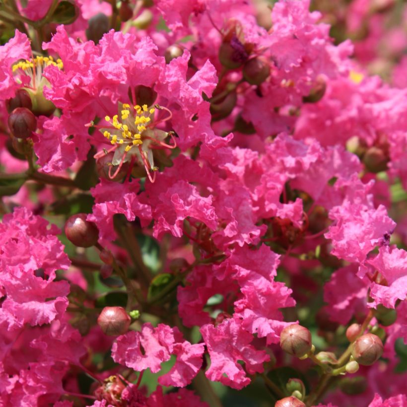 Lagerstroemia indica Yang Tse - Indische sering (Bloei)
