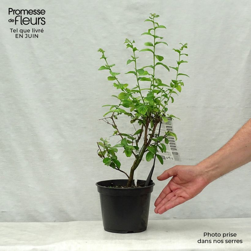Exemplaar van Lagerstroemia indica Yang Tse - Indische sering Pot van 3 l/4 l zoals geleverd in de zomer