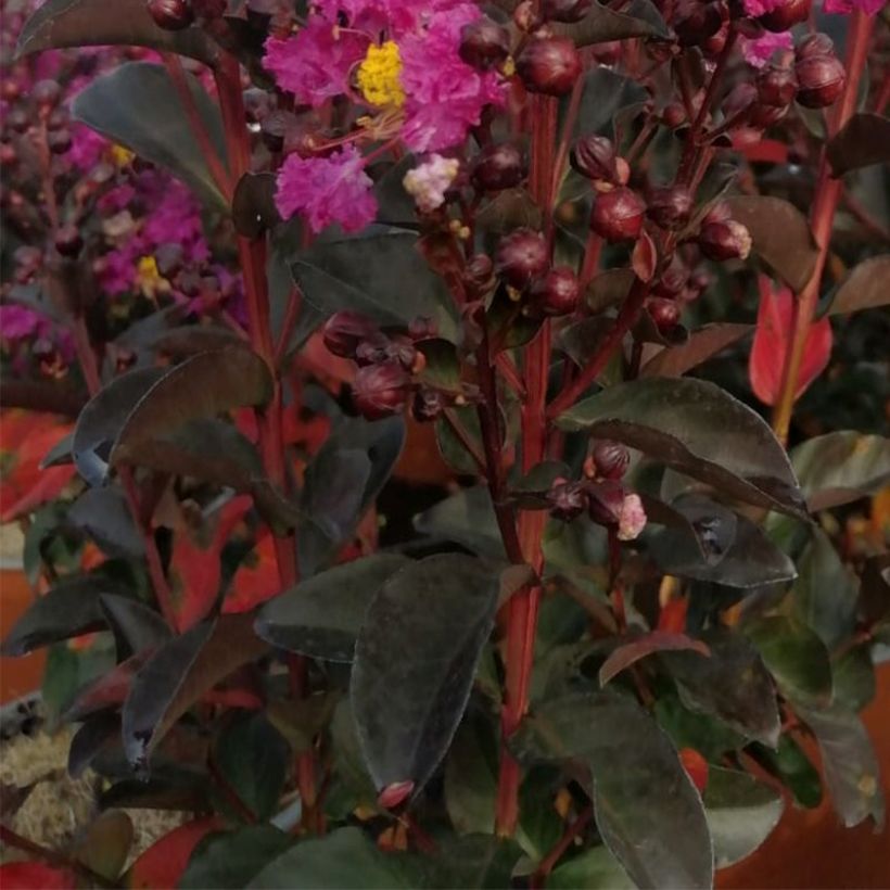 Lagerstroemia indica Rhapsody In Blue - Indische sering (Blad)