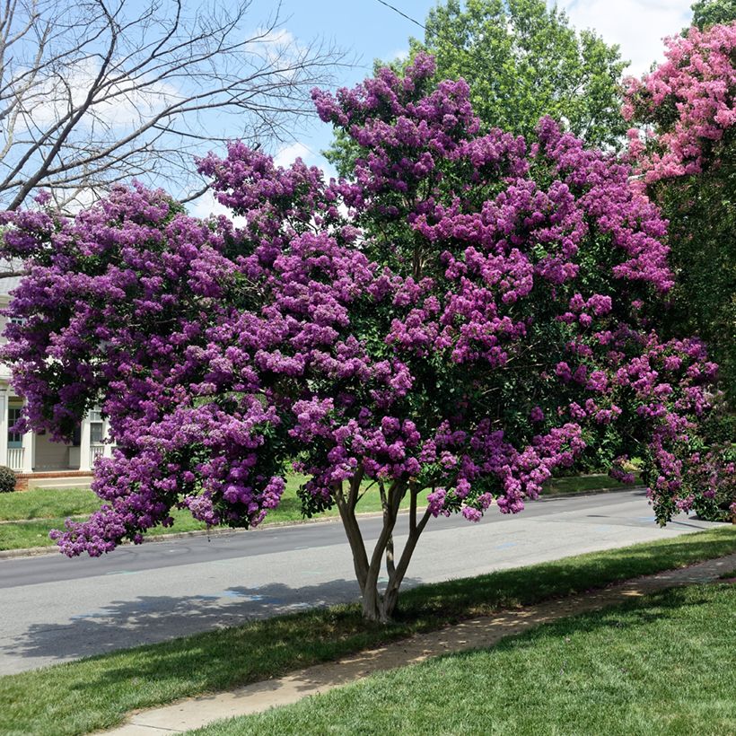 Lagerstroemia indica Violacea - Indische sering (Groeiplaats)