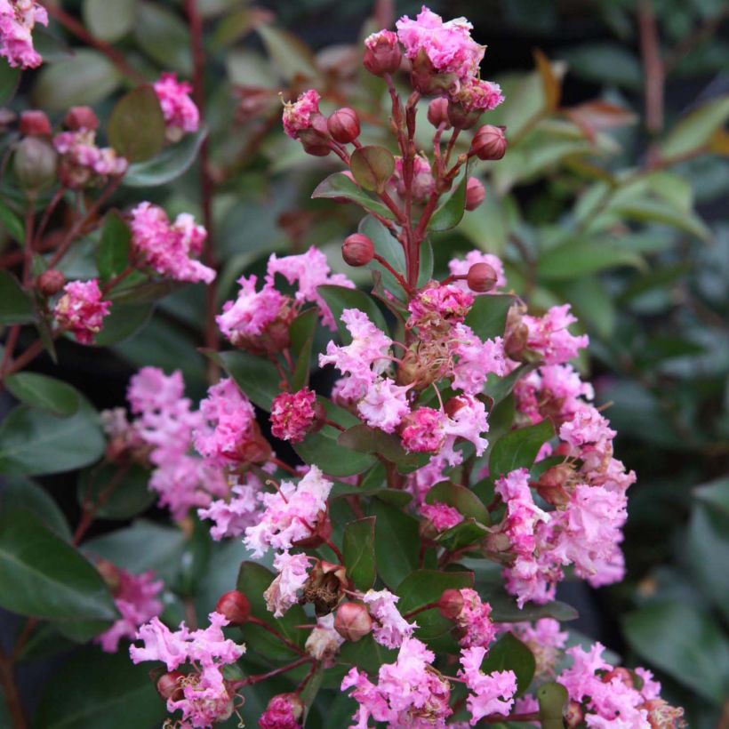 Lagerstroemia indica Mardi Gras - Indische sering (Bloei)
