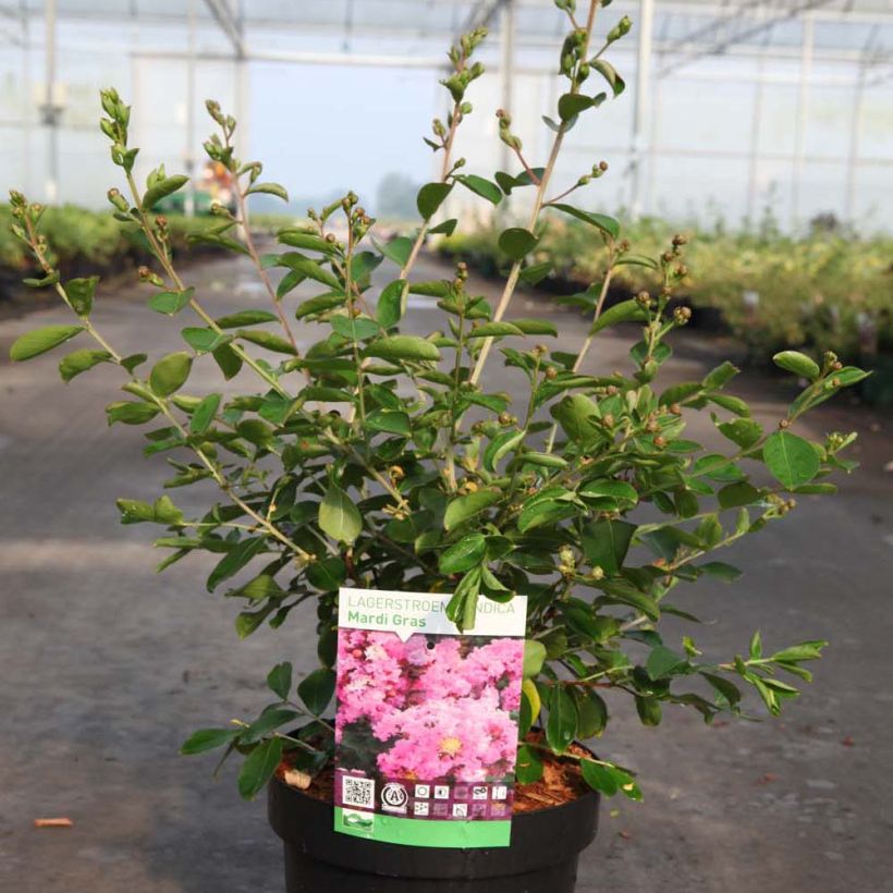 Lagerstroemia indica Mardi Gras - Indische sering (Groeiplaats)