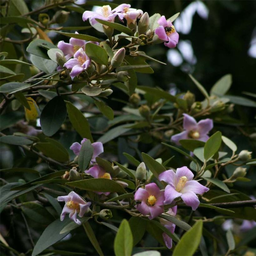 Lagunaria patersonii - Australische hibiscus (Bloei)