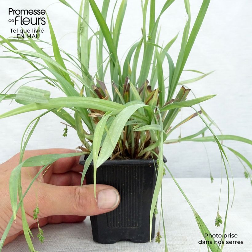 Example of Carex Bunny Blue - Zegge Kweekpotje van 8/9 cm as you get in printemps