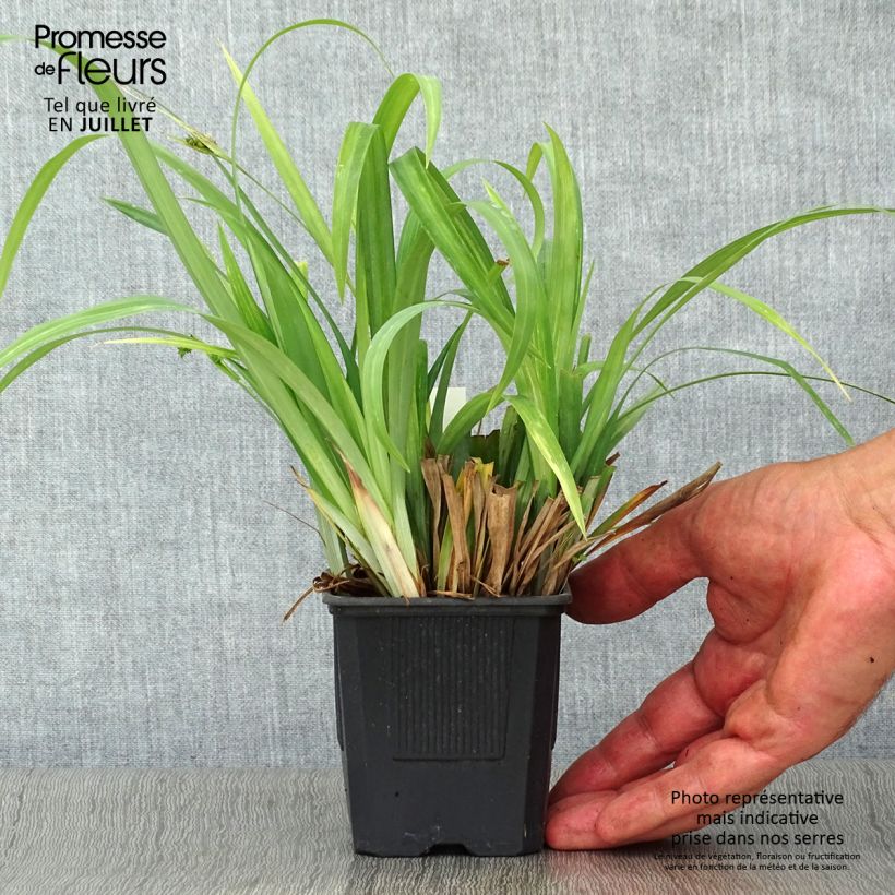 Exemplaar van Carex Bunny Blue - Zegge Kweekpotje van 8/9 cm zoals geleverd in de zomer