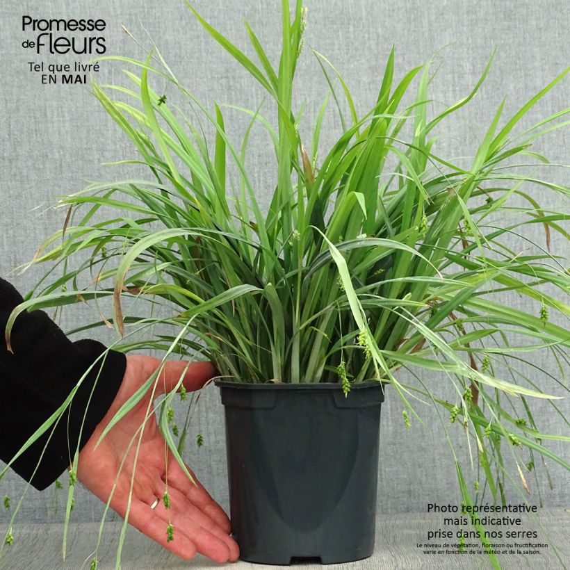 Example of Carex Bunny Blue - Zegge Pot van 2 l/3 l as you get in printemps