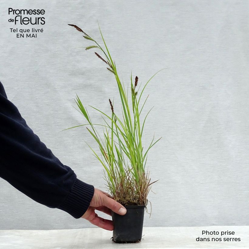 Exemplaar van Carex riparia - Oeverzegge Kweekpotje van 8/9 cm zoals geleverd in de lente