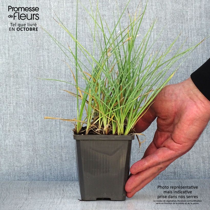Exemplaar van Carex panicea - Blauwe zegge Kweekpotje van 8/9 cm zoals geleverd in de herfst