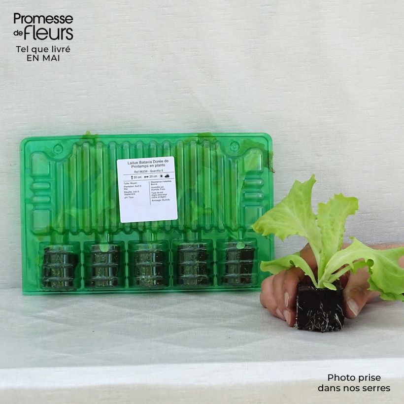 Exemplaar van Bataviasla Dorée de Printemps (jonge planten) Wortelkluit van 4 cm x 4,5 cm zoals geleverd in de lente