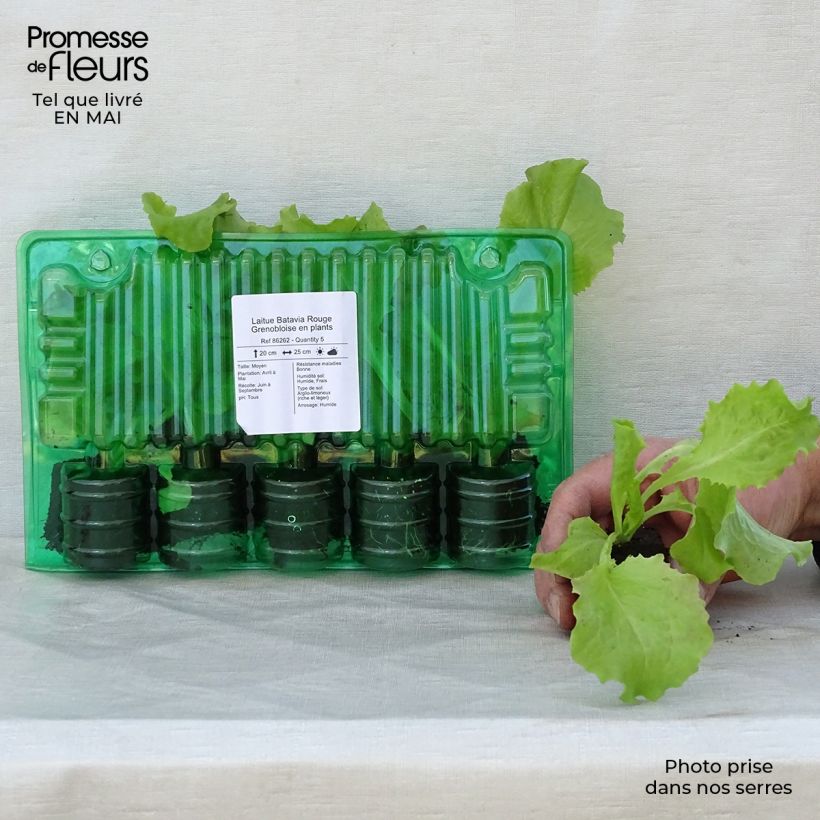 Exemplaar van Bataviasla Rouge Grenobloise (jonge planten) Wortelkluit van 4 cm x 4,5 cm zoals geleverd in de lente