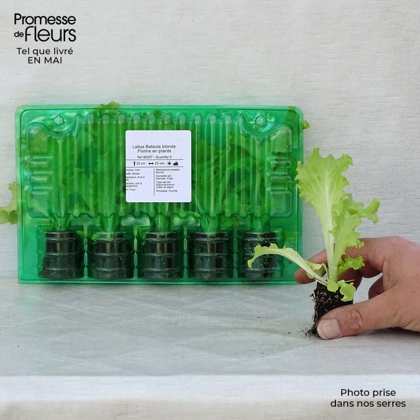 Exemplaar van Bataviasla Florine (jonge planten) Wortelkluit van 4 cm x 4,5 cm zoals geleverd in de lente