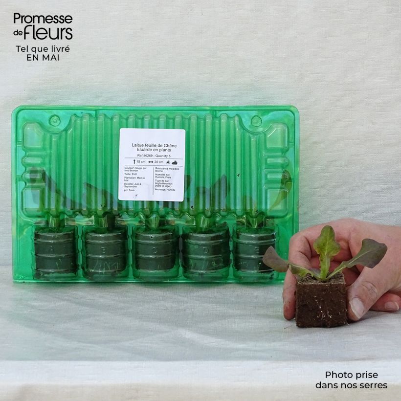 Exemplaar van Eikenbladsla Eluarde (jonge planten) Wortelkluit van 4 cm x 4,5 cm zoals geleverd in de lente