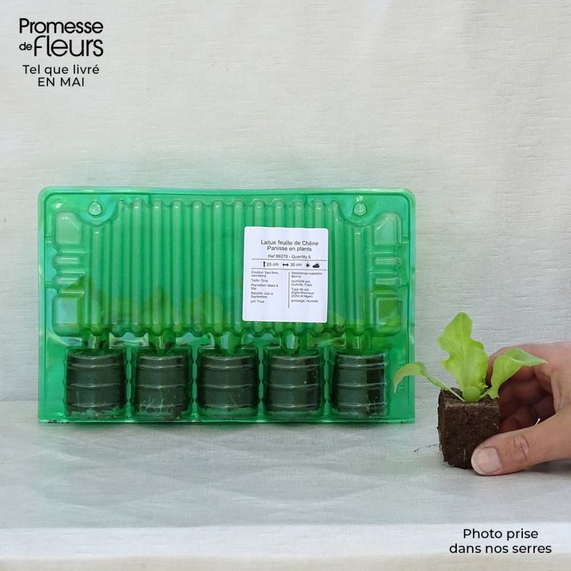 Exemplaar van Eikenbladsla Panisse (jonge planten) Wortelkluit van 4 cm x 4,5 cm zoals geleverd in de lente