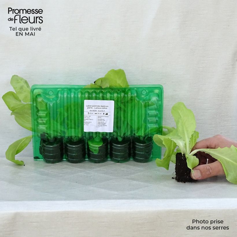 Exemplaar van Kropsla Appia (jonge planten) Wortelkluit van 4 cm x 4,5 cm zoals geleverd in de lente