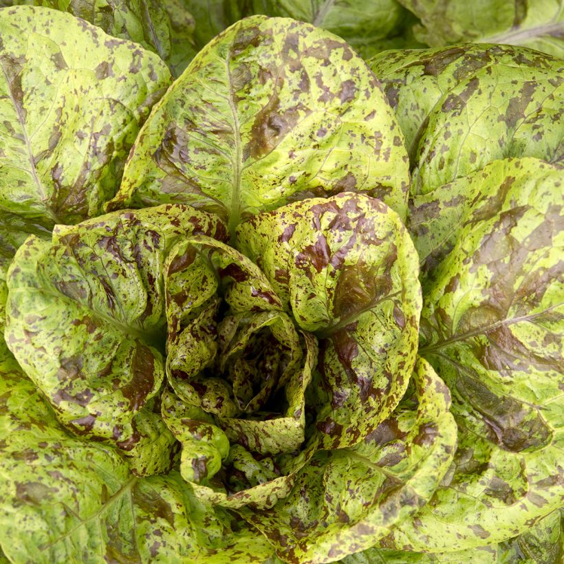 Romaine sla Forellenschluss (zaad) (Blad)