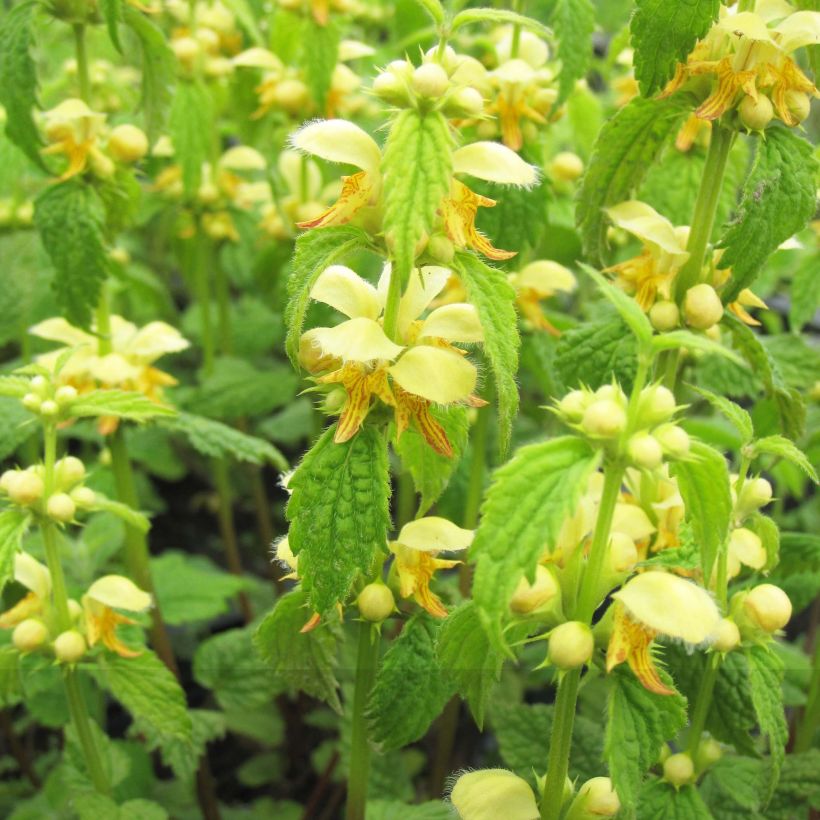 Lamium galeobdolon - Gele dovenetel (Bloei)
